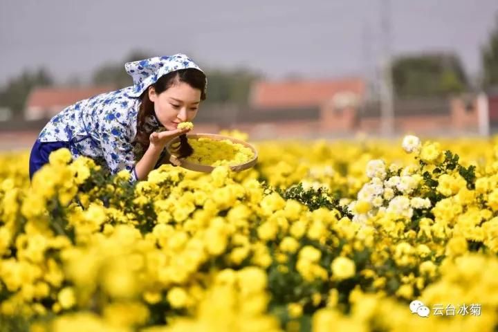 云臺冰菊基地發(fā)生了什么？一批批領(lǐng)導(dǎo)專家團隊前來！