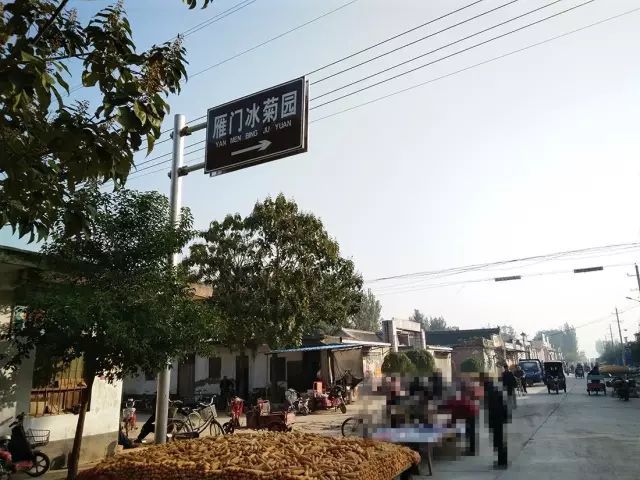 如何找到云臺冰菊？怎樣找到云臺冰菊？